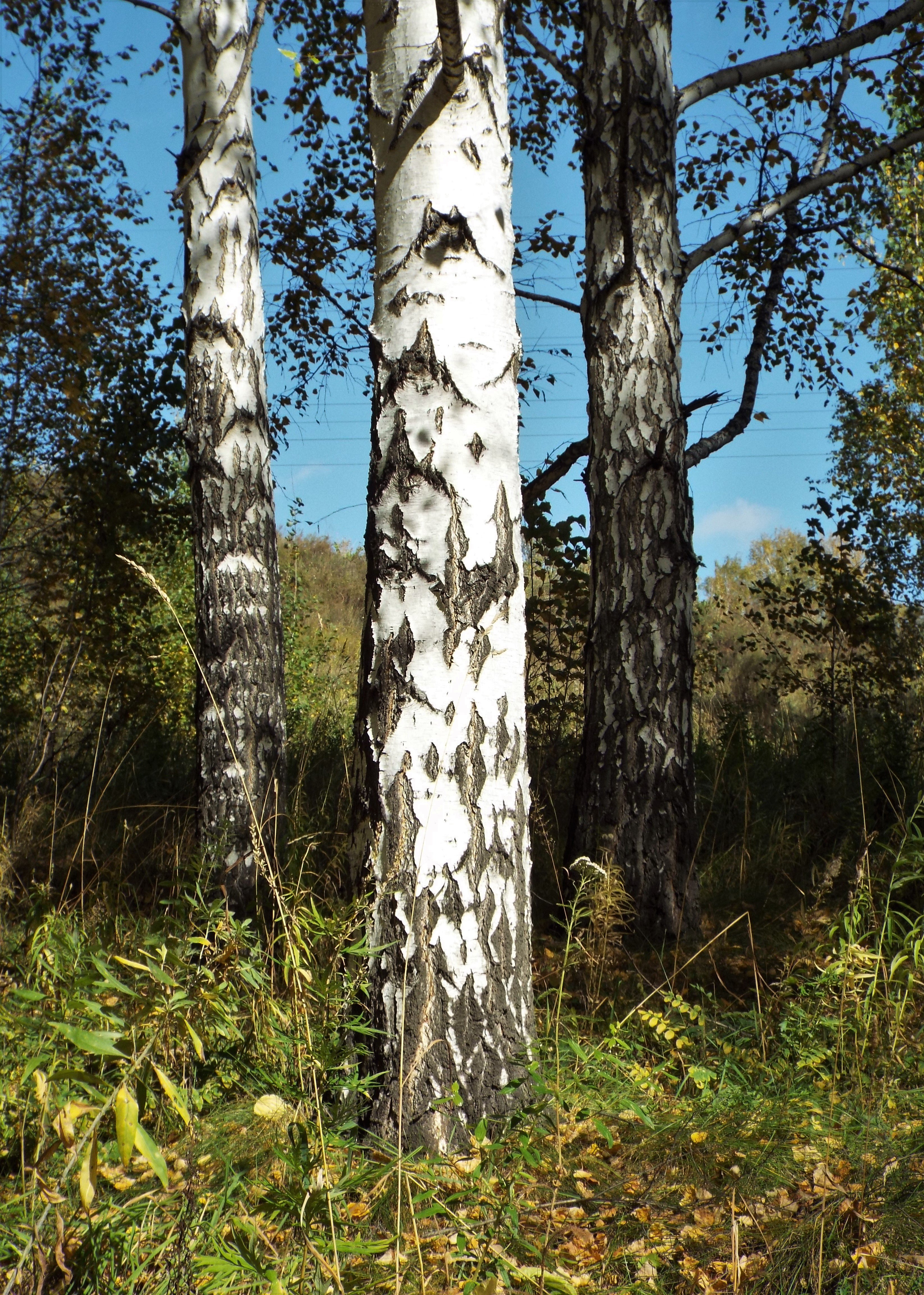 Ствол березы. Betula Alba ствол. Березовый ствол. Стебель березы.