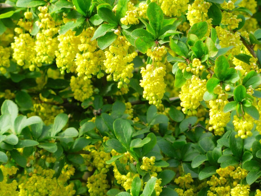 Желтый кустарник название цветущий весной фото. Барбарис вечнозеленый Юлиана. Барбарис кустарник желтые цветы. Барбарис зеленый кустарник. Барбарис зеленый Юлиана.