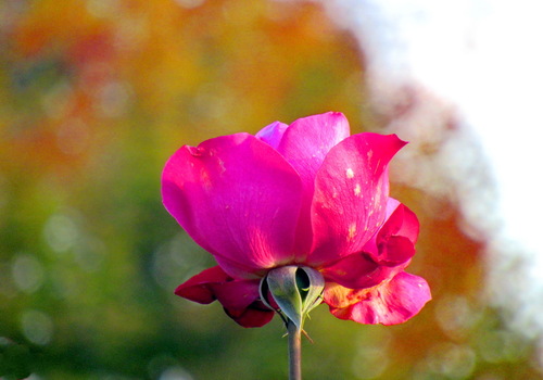 Осенняя роза