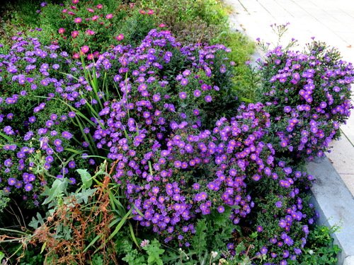 сентябринки; Symphyotrichum novi-belgii