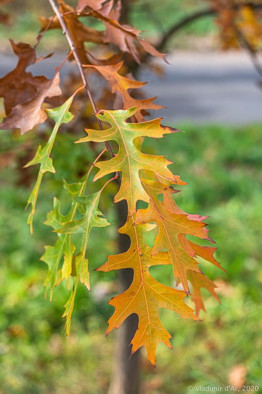 Осенняя грация