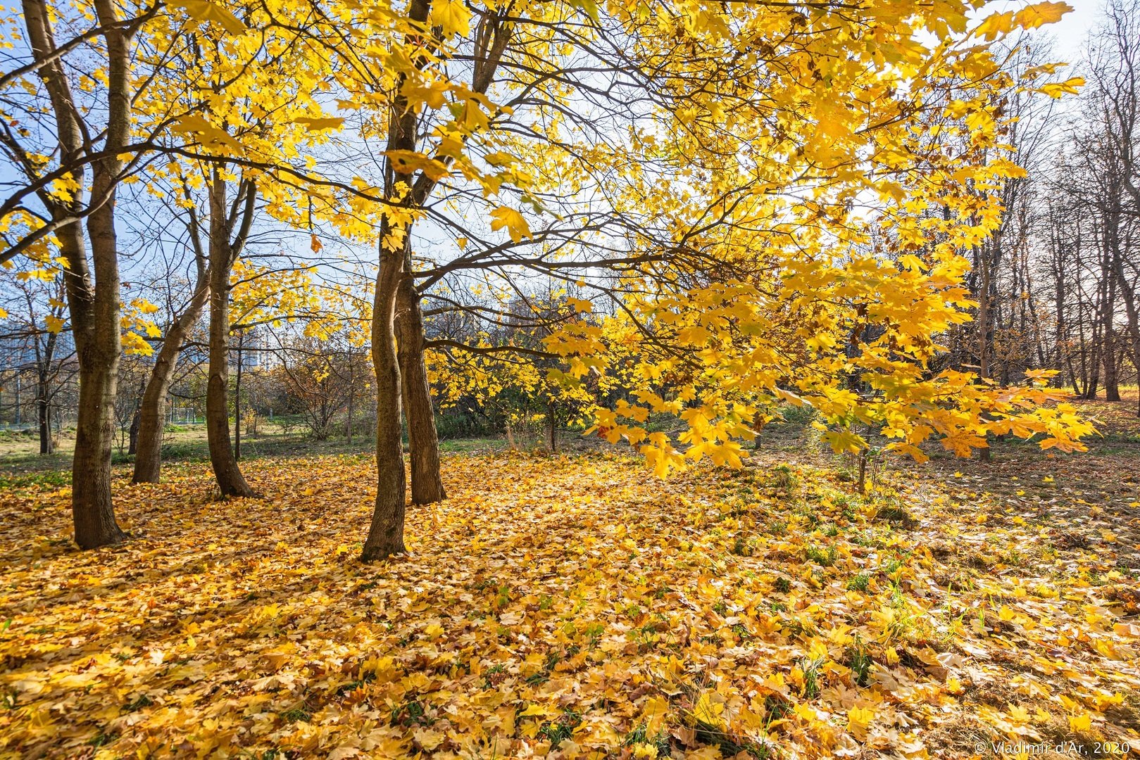 Какое будет осень 2023 года. Золотая осень 2023. Бабье лето в октябре. Израиль золотая осень. Осень какая.