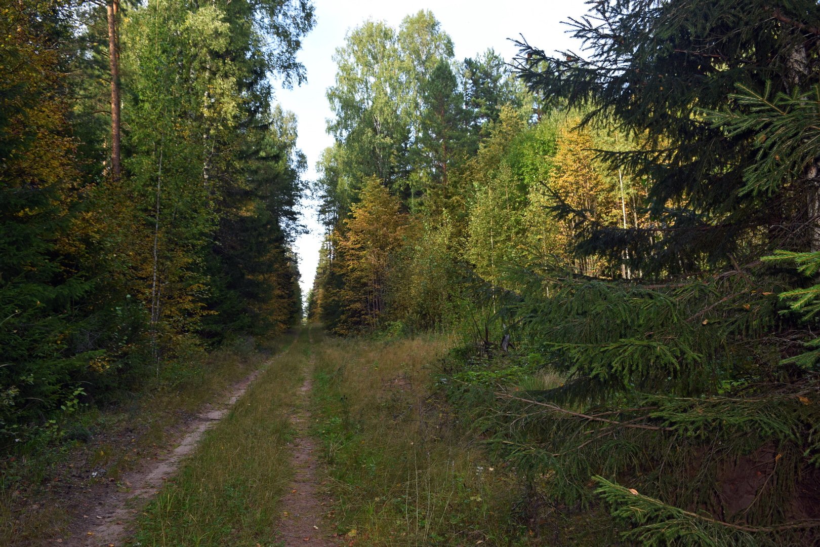 леса саратовского поволжья. смешанные леса поволжья. марий чодра. приволжье природа. природы поволжья лес.