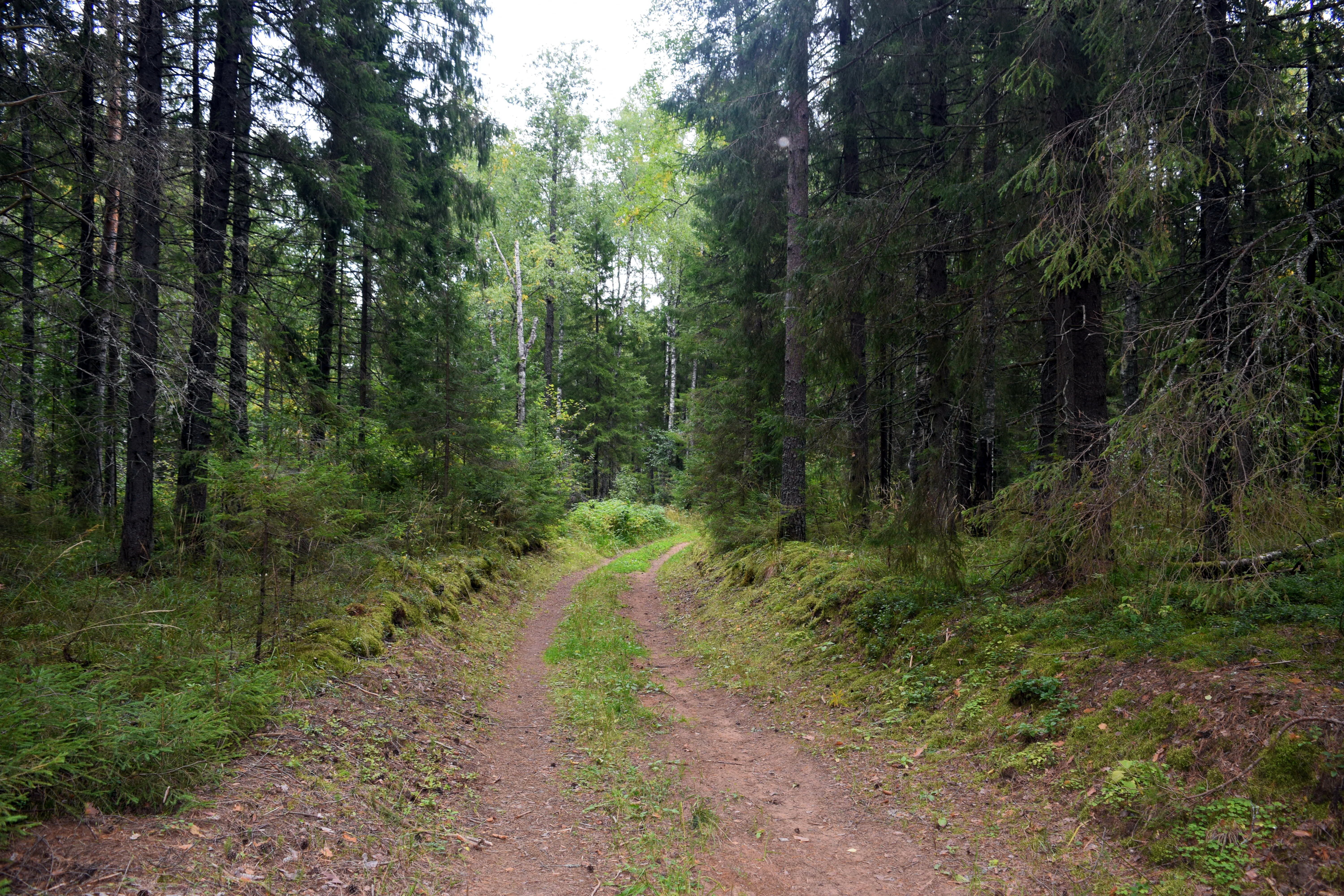 Сухой лес вдоль Минского ш.