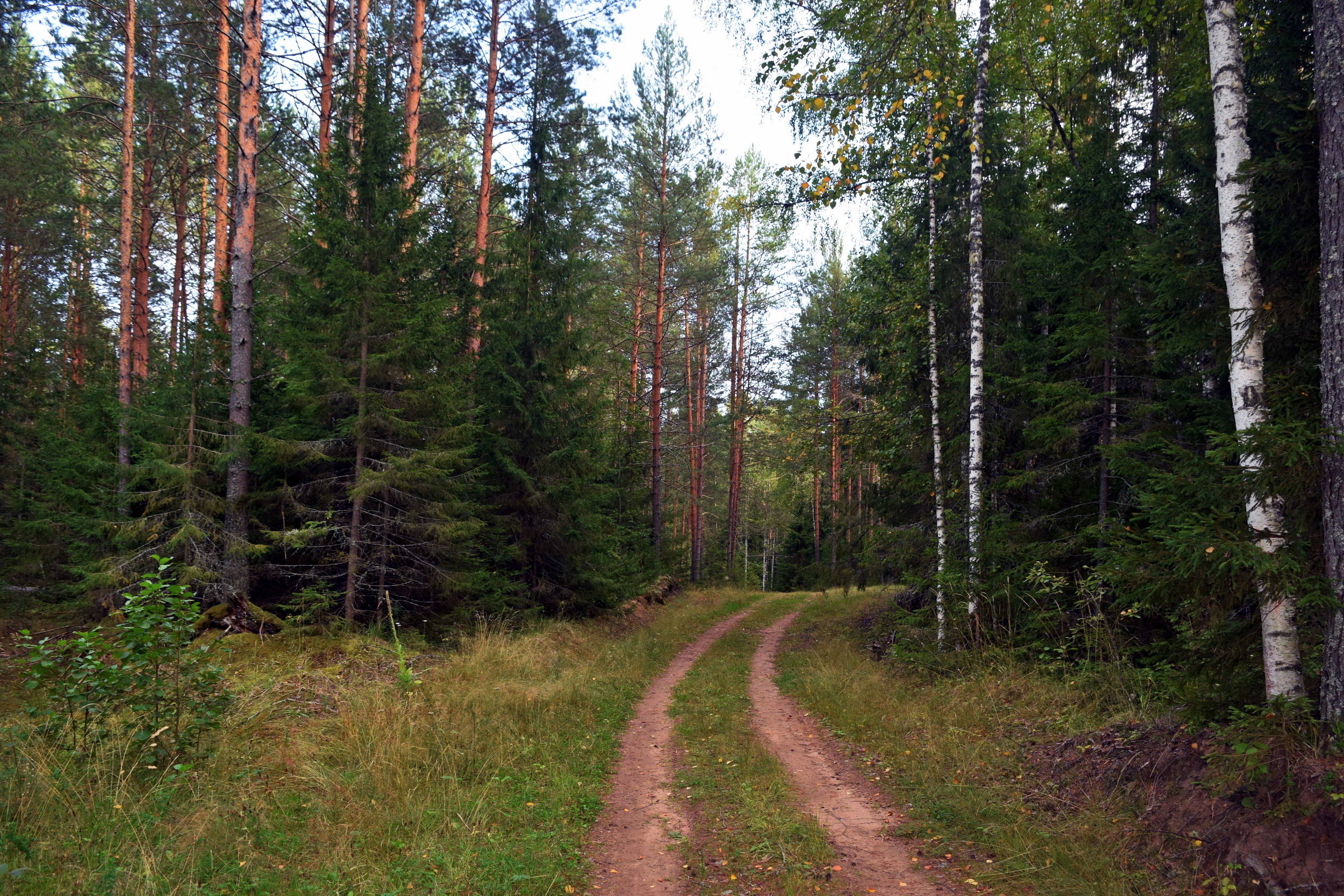 Дорога в лесу Томской