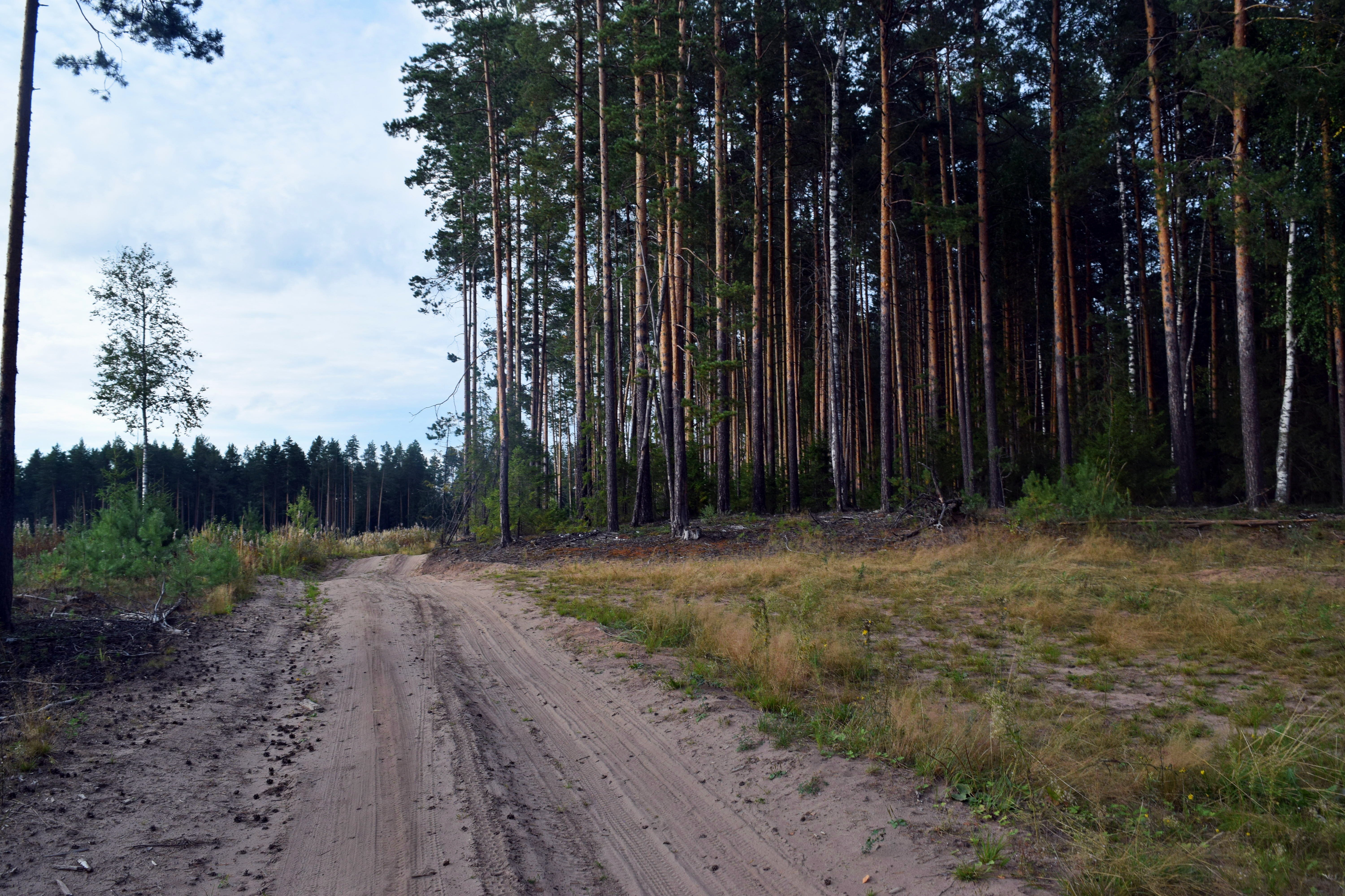 Опять дорога. Фото дорога в лес из населенного пункта в мае 2020 года. Купим лес дорого.