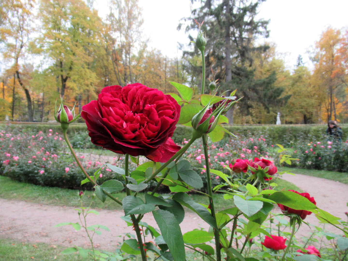 Осенние розы. Павильон роз осенью. Каталоги роз на осень 2024 года