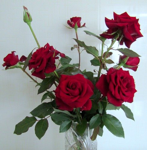 Мои прекрасные розы!