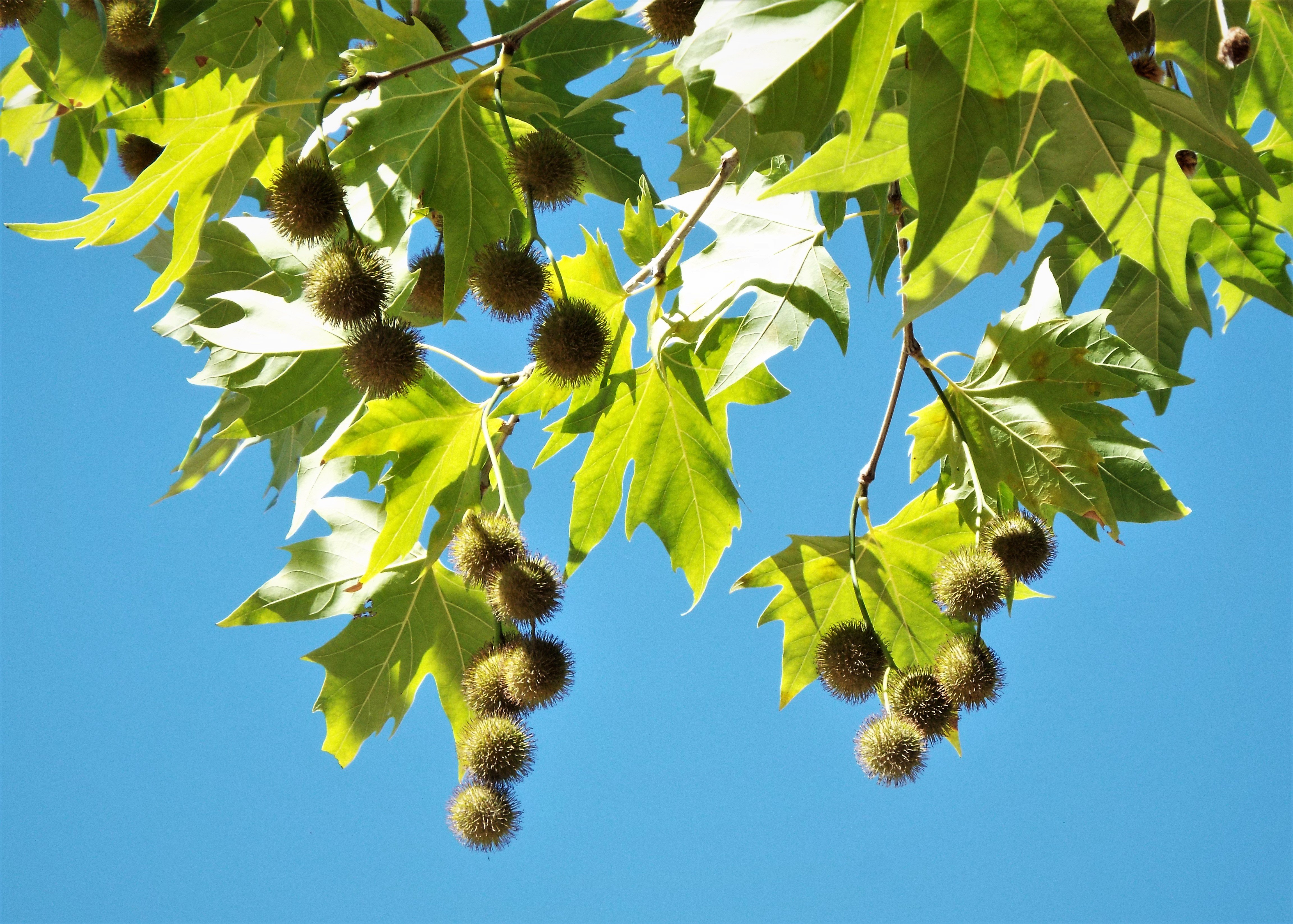 Чинара. Платан Восточный (Чинара) Platanus orientalis. Платан Западный Platanus occidentalis. Платан колючие шишки. Платан кленолистный семена.