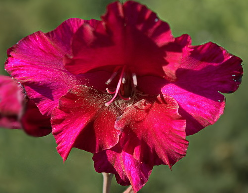 цветок малинового гладиолуса
