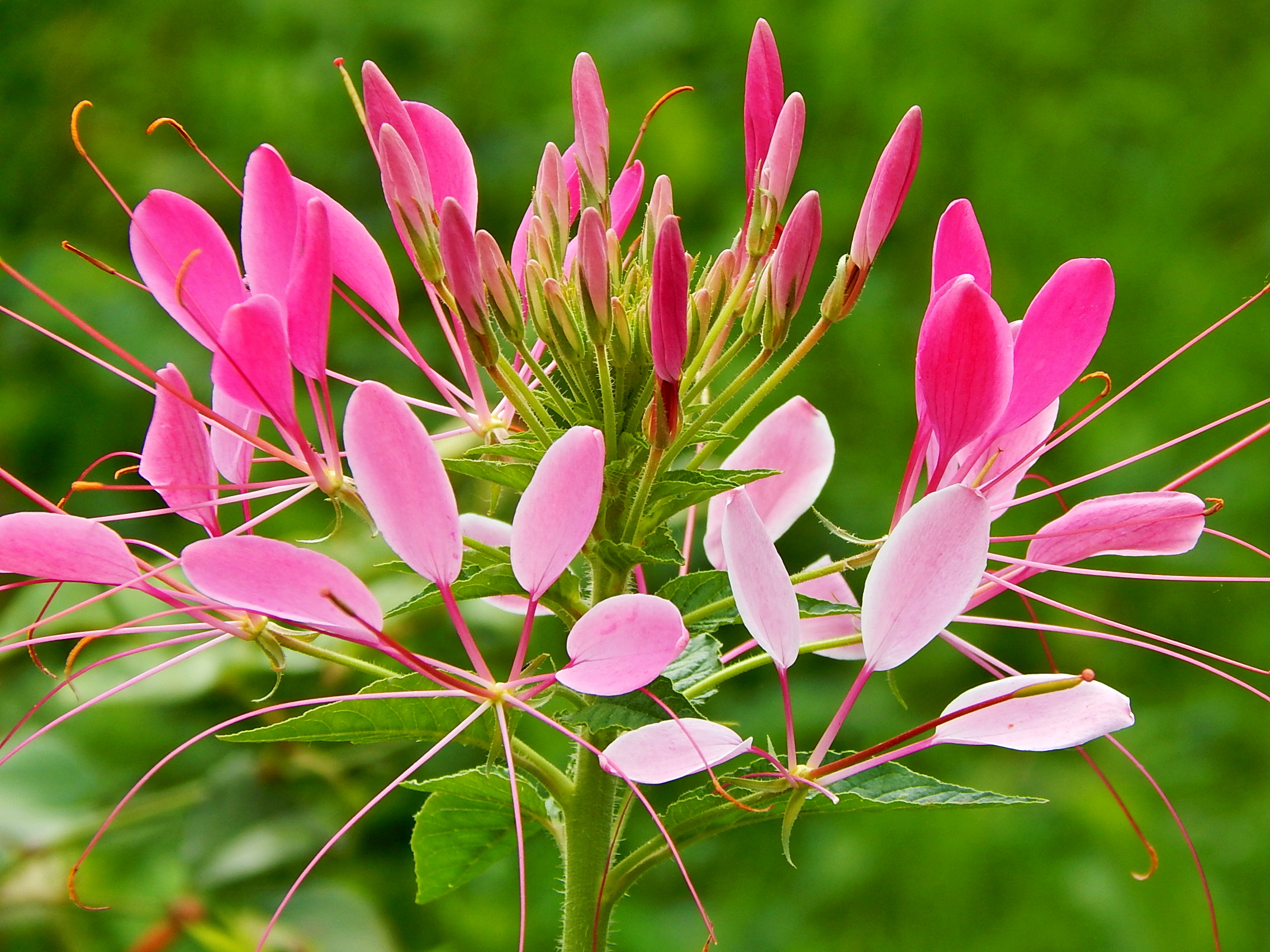 Клеома Cleome Clio Magenta