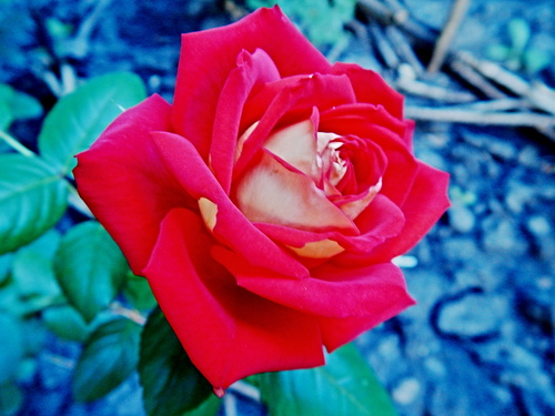 Двухцветная