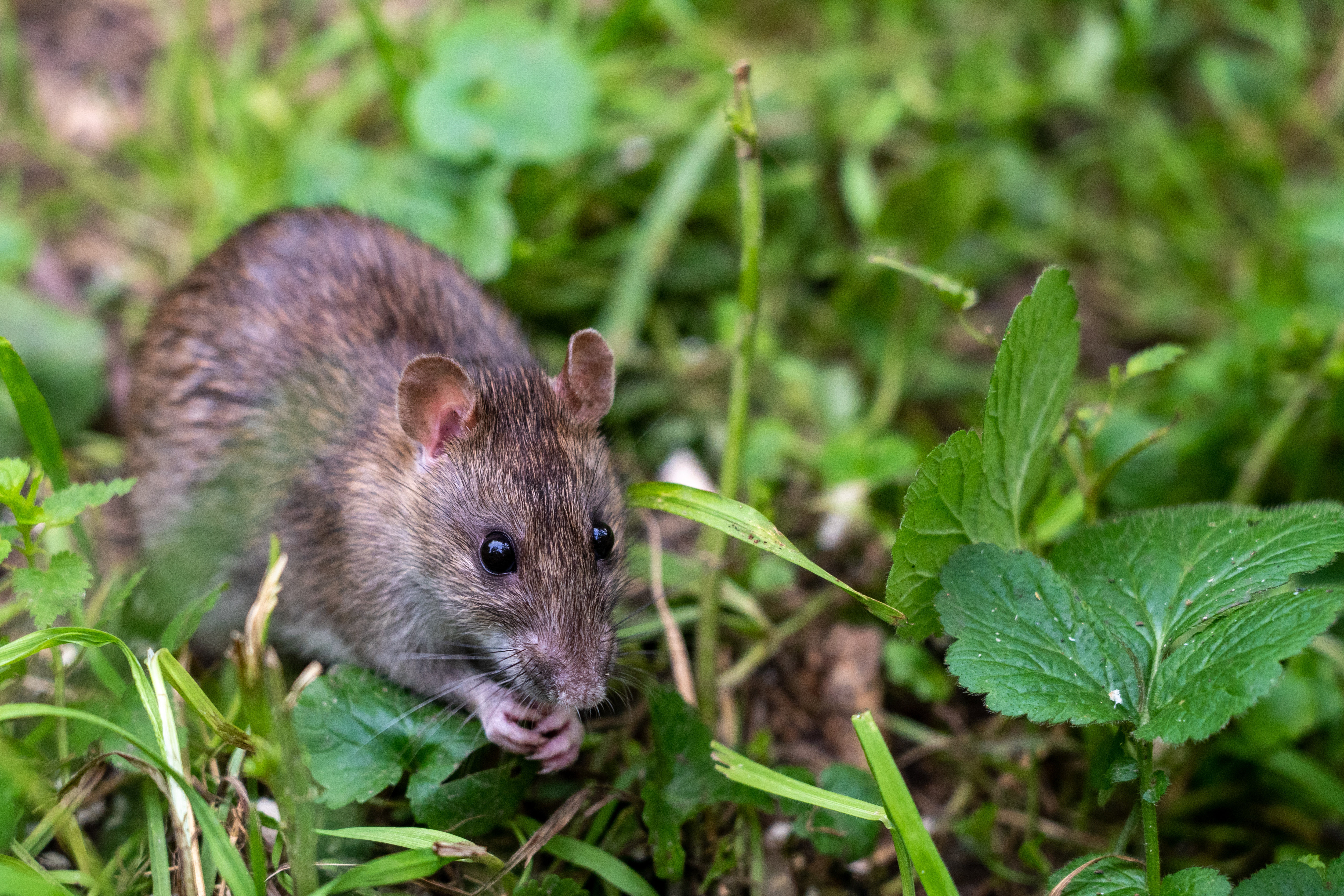 Мыши в огороде. Земляная крыса полевка. Водяная полёвка водяная крыса. Австралийская Болотная крыса. Arvicola terrestris.