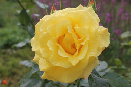 флорибунда