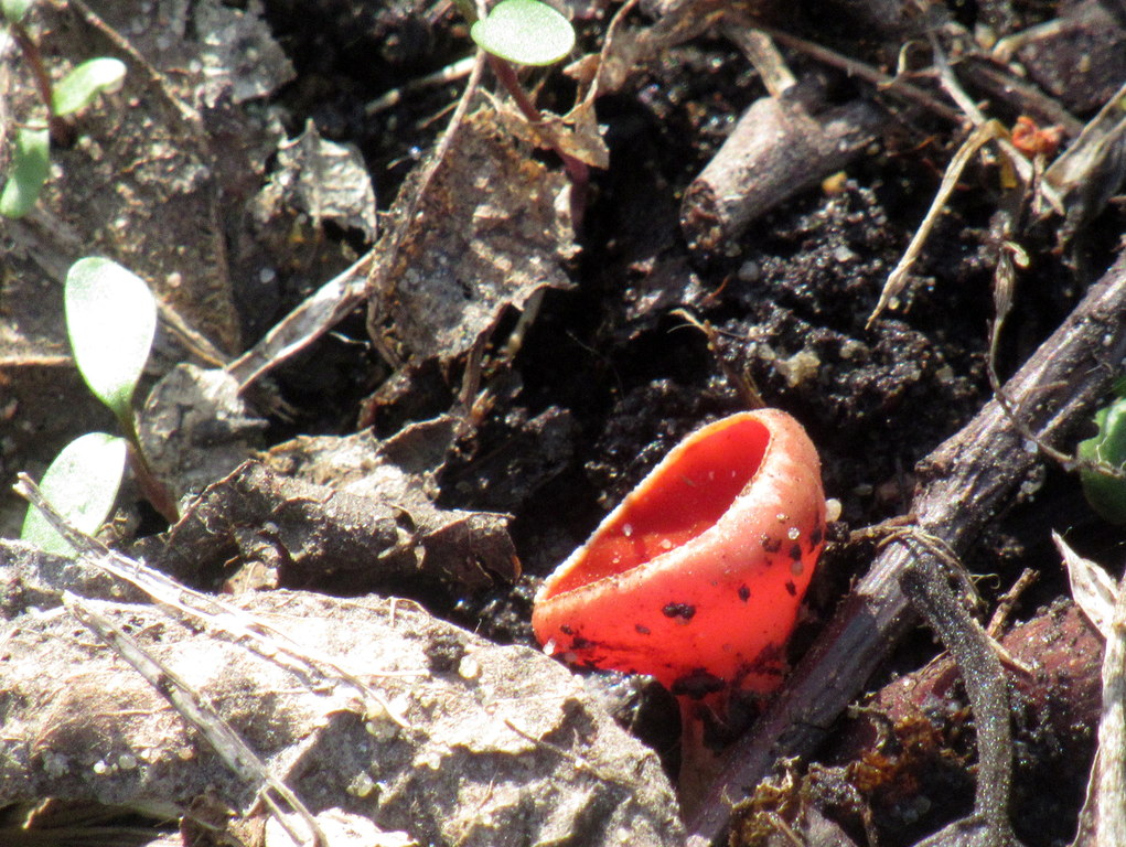 Первые грибочки!)