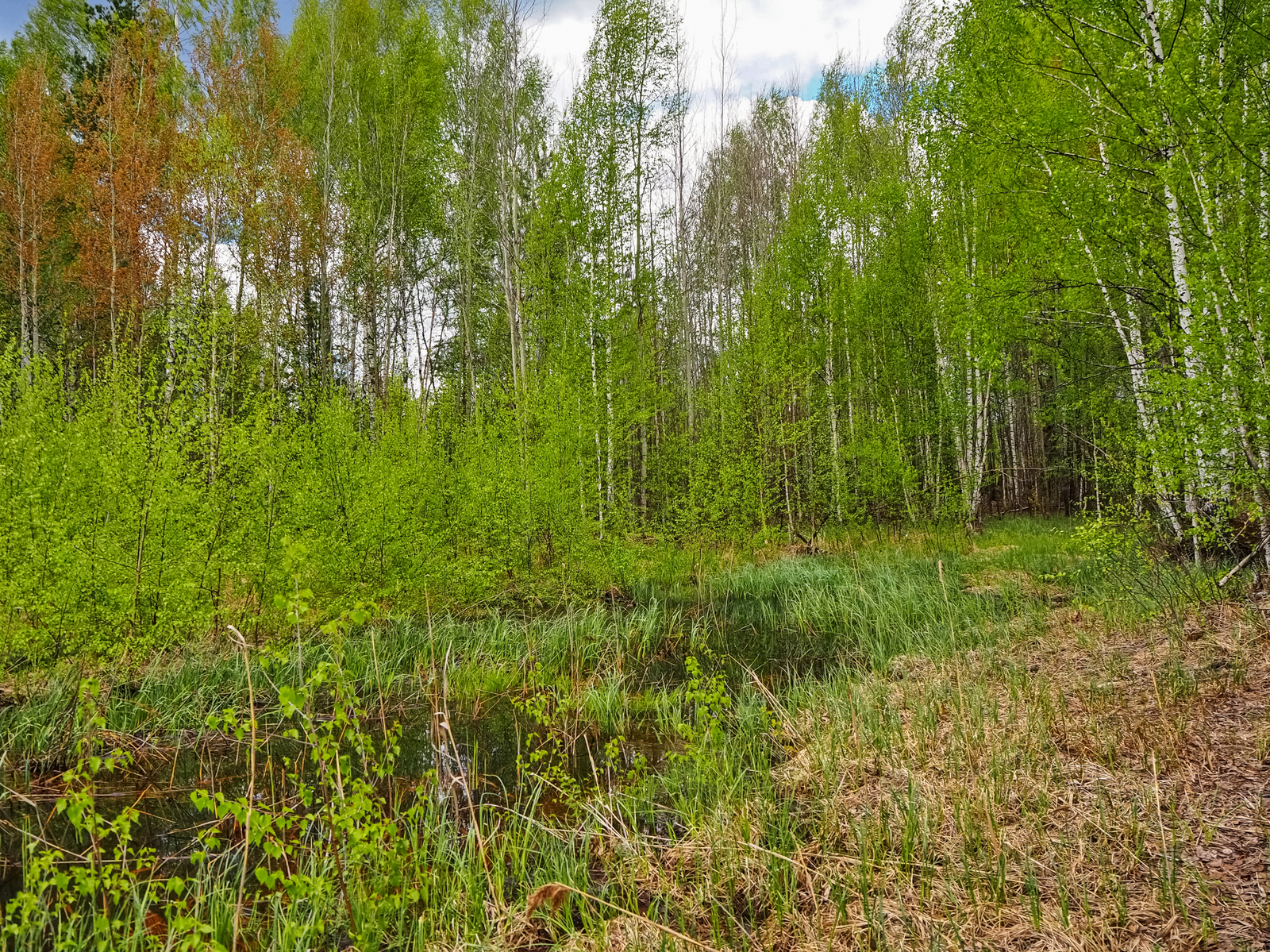 Берез болот и звезд. Березовое болото. Береза у болота. Болотинка. Березы на болоте.