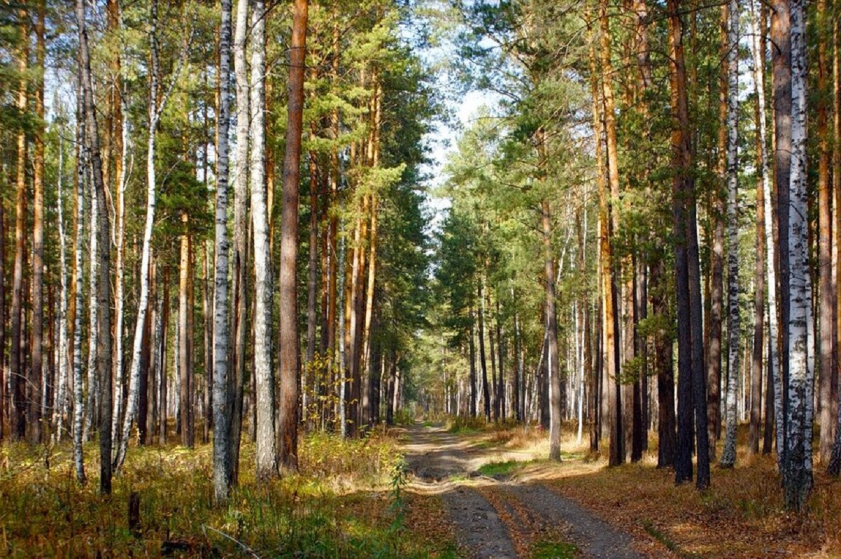 Разнообразие природы лесов. Лес Новосибирской области. Новосибирск Тайга природа. Леса Новосибирской области. Смешанные леса Новосибирской области.