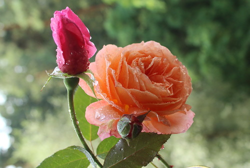 этюд с розой и бутоном розы