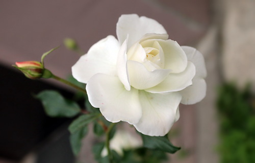 этюд с белой розой