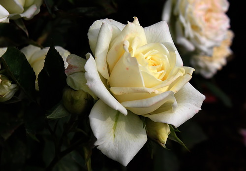 этюд с белой розой