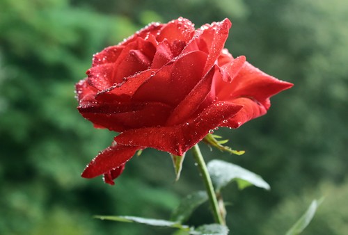 с капельками на лепестках