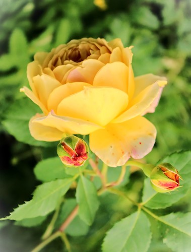 желтая роза