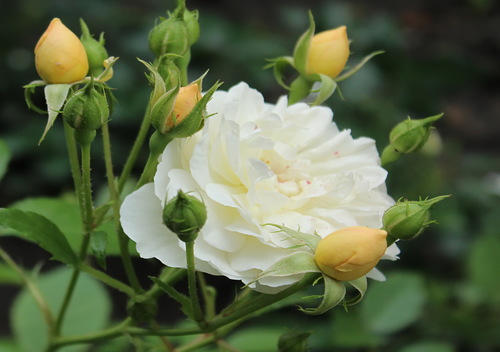 белая роза с бутонами