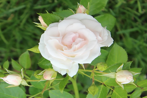 нежная розочка с бутонами