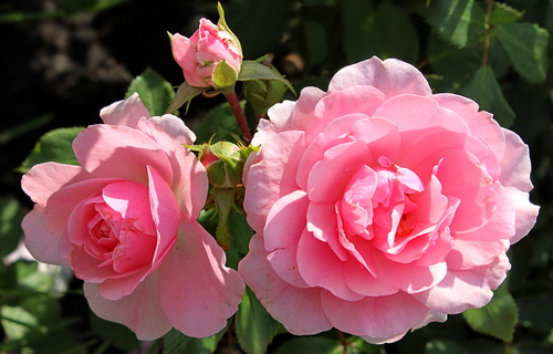 этюд с розовыми розами