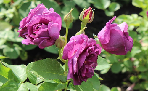 сиреневые розы