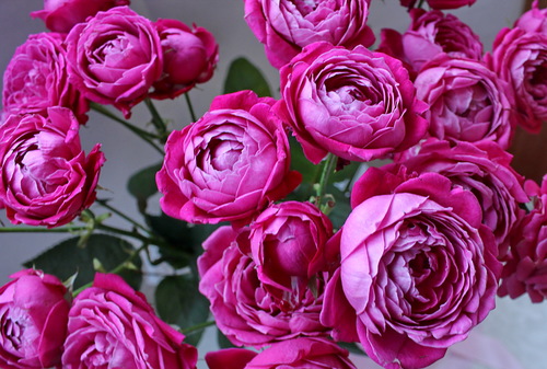 этюд с малиновой розой