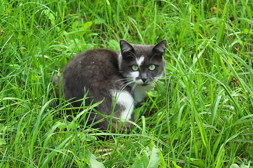 настороженность