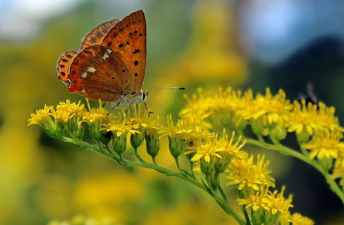 этюд с бабочкой на цветочке золотарника