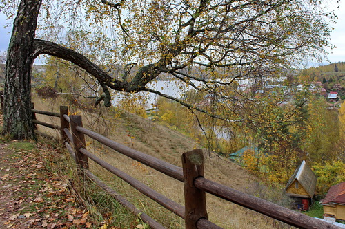 пейзаж с деревом,Плес,Соборная гора