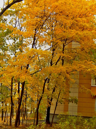 Городская гармония Осени