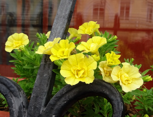 Калибрахоа