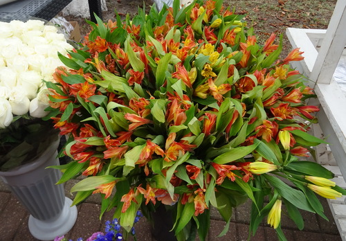 Альстромерия