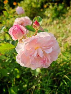 Роза с бутонами