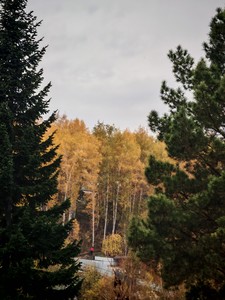 Меж елью и сосной