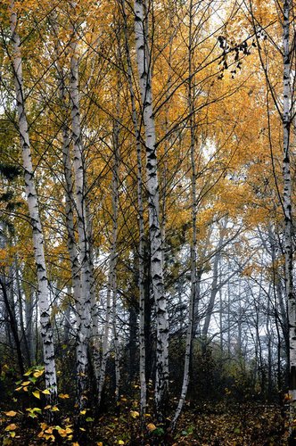 Березки. Осень