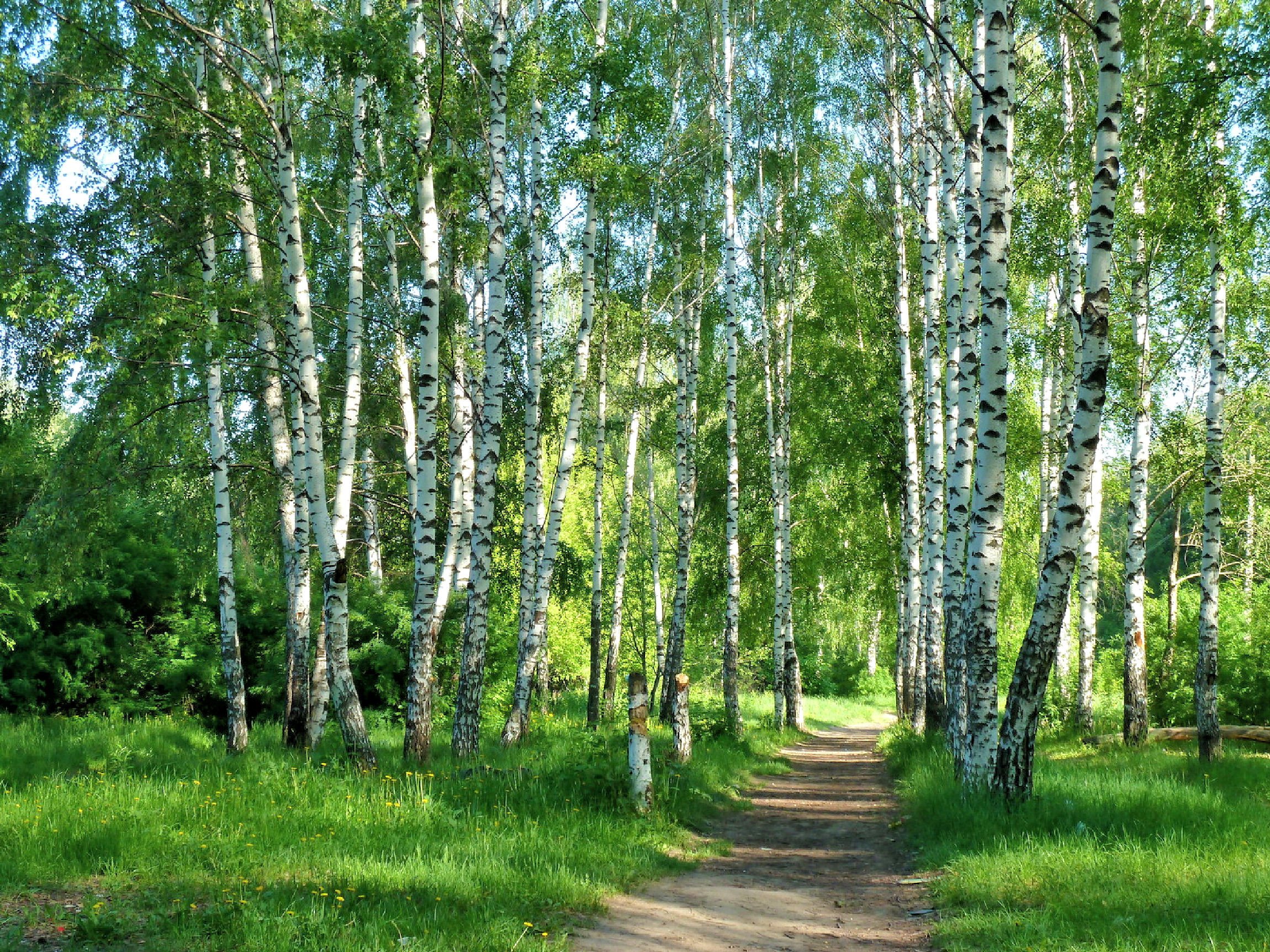 Зелёный шум Некрасов