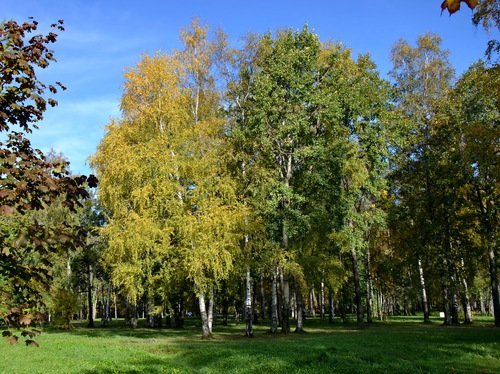 Позолотила березка платье