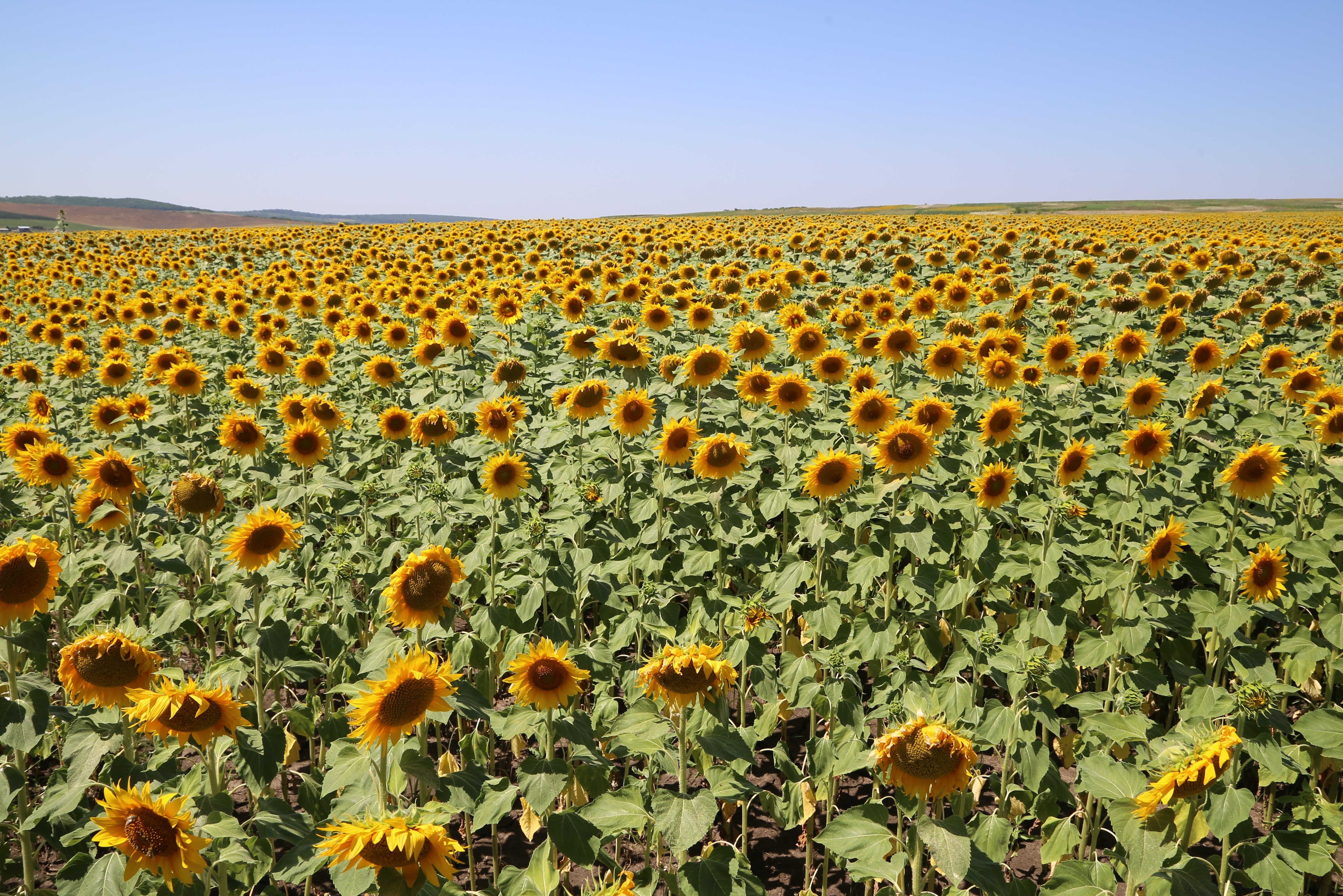 Mac 87a подсолнечник. Распаханые степи подсолнухи росси. Подсолнечник в степи. Поле подсолнухов краснодар. Поле подсолнухов россия.
