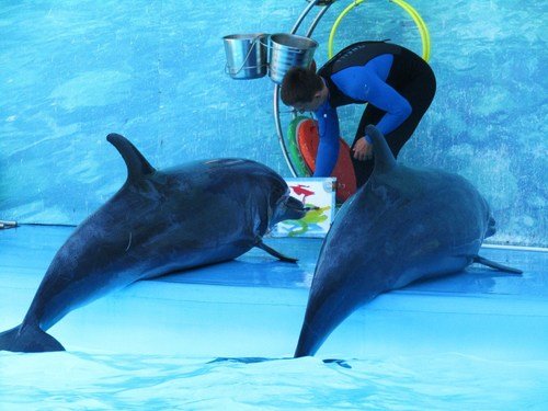Дельфины рисуют!