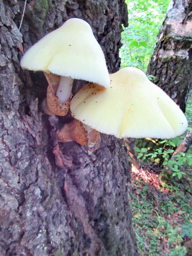 Самый красивый гриб из растущих на деревьях
