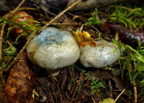 Вкусный гриб голубого цвета
