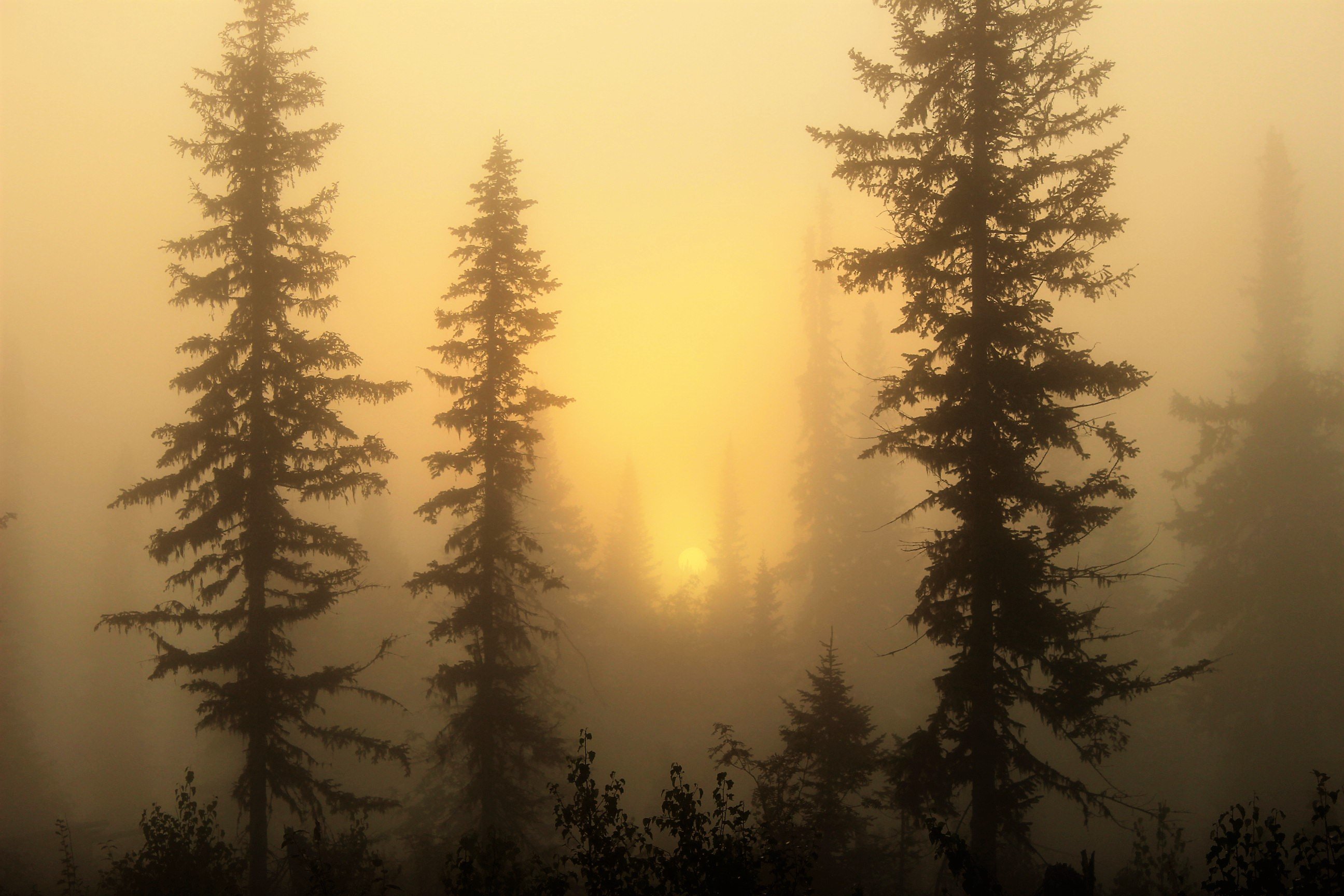 Лес Тайга туман