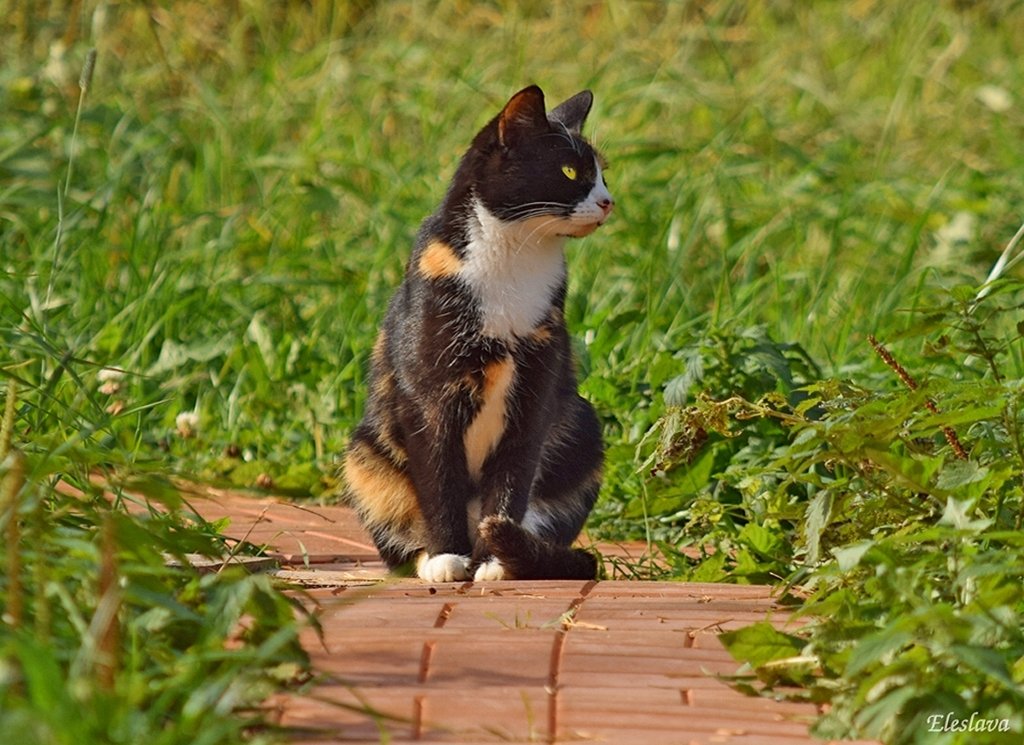 Кошки подмосковье