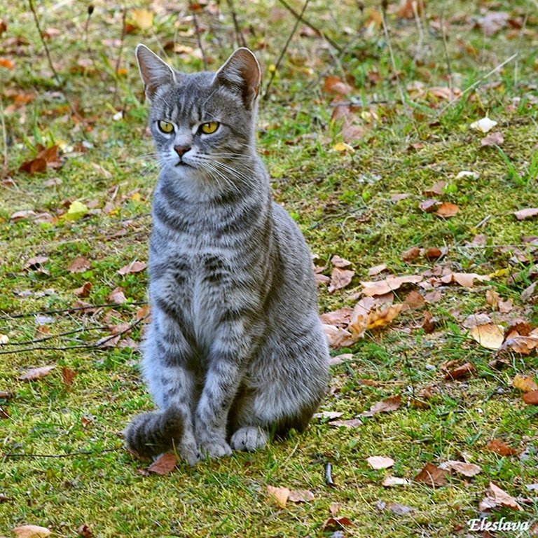 Кошки подмосковье