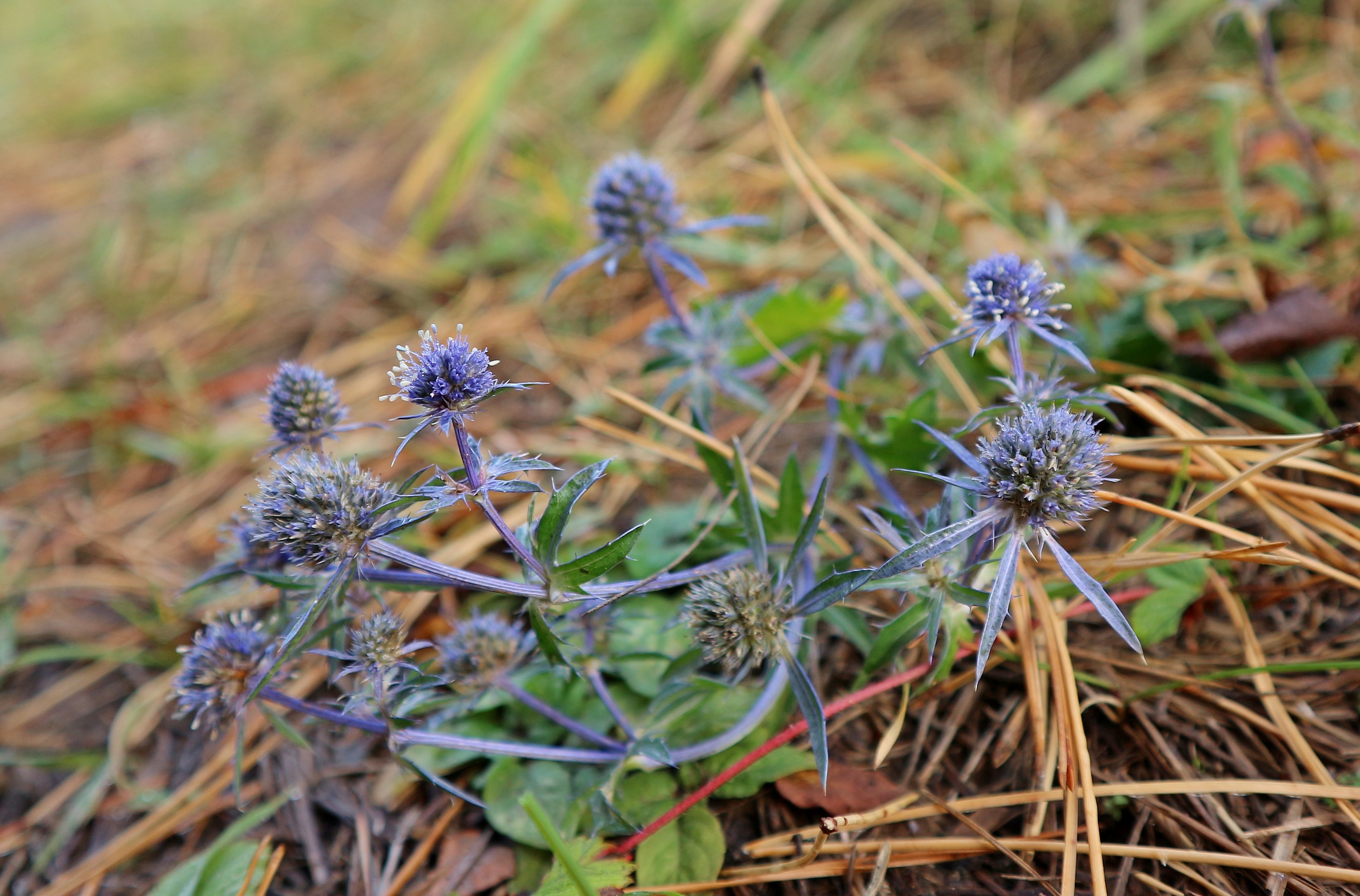 Растения татарстана. Eryngium Planum. Синеголовник чай. Eryngium Planum рисунок. Травянистые растения Татарстана.